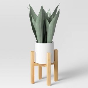 Small snake plant in plant stand